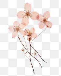 PNG Real Pressed cherry blossom flower plant petal