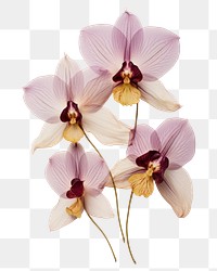 PNG Real Pressed orchid flowers petal plant inflorescence