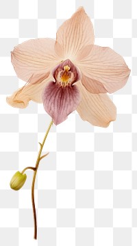 PNG Real Pressed orchid flower petal plant.