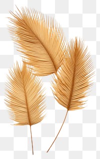 PNG Real Pressed palm leaves plant leaf lightweight.