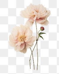 PNG Real Pressed peony flowers petal plant rose