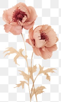 PNG Real Pressed peony flowers petal plant rose.