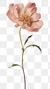 PNG Real Pressed peony flower blossom petal