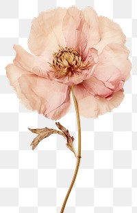 PNG Real Pressed peony flower blossom petal.