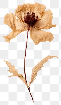 PNG Real Pressed peony flower petal plant.