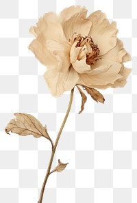 PNG Real Pressed peony flower petal plant