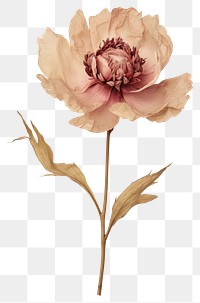 PNG Real Pressed peony flower plant rose.