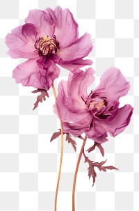 PNG Real Pressed pink and purple peony flowers blossom petal plant.