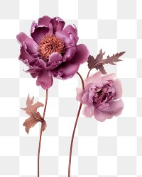 PNG Real Pressed pink and purple peony flowers blossom petal plant.