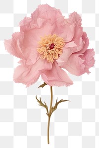 PNG Real Pressed pink peony flower blossom petal