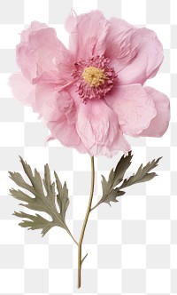 PNG Real Pressed pink peony flower blossom plant.