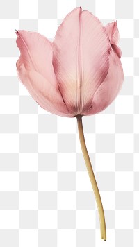 PNG Real Pressed pink tulip flower petal plant.