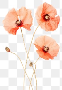 PNG Real Pressed poppy flowers petal plant red.