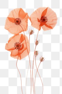 PNG Real Pressed poppy flowers petal plant red.