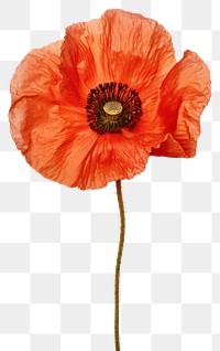 PNG Real Pressed poppy flower plant red.