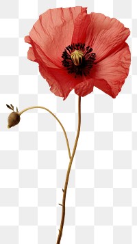 PNG Real Pressed poppy flower plant red.