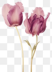 PNG Real Pressed purple and pink tulip flowers petal plant inflorescence.