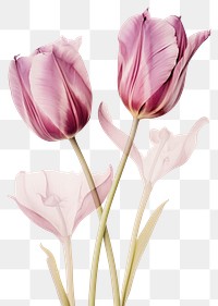 PNG Real Pressed purple and pink tulip flowers petal plant inflorescence