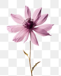 PNG Real Pressed purple lotus flower blossom petal