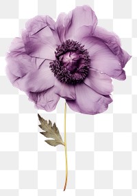 PNG Real Pressed purple peony flower blossom petal