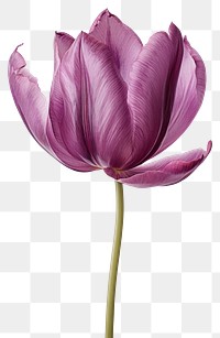 PNG Real Pressed purple tulip flower blossom plant.