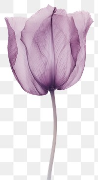 PNG Real Pressed purple tulip flower petal plant