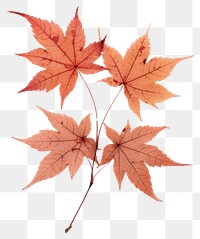 PNG Real Pressed red maple leaves plant paper leaf.