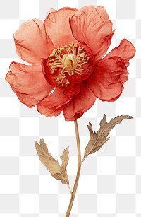 PNG Real Pressed red peony flower petal plant.