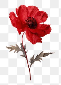 PNG Real Pressed red peony flower poppy plant