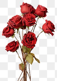 PNG Real Pressed red roses bouquet flower petal plant