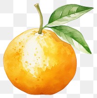 PNG Orange clementine fruit plant.