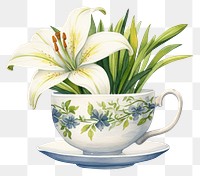 PNG Lilies cup saucer flower