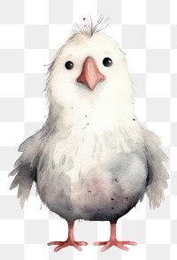 PNG  Chicken animal white bird.