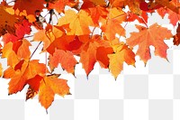 PNG Maple Tree maple tree backgrounds.