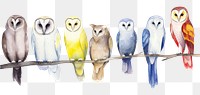 PNG Owls animal bird beak.