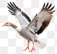 PNG Goose animal flying bird.