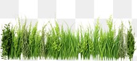PNG Realistic seamless Ryegrass border outdoors nature plant