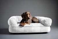 Dog bed png mockup, transparent design