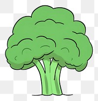 PNG Broccoli vegetable drawing plant.
