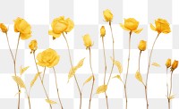 PNG  Real pressed yellow rose flowers petal plant copy space.