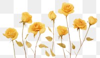 PNG  Real pressed yellow rose flowers plant petal inflorescence.