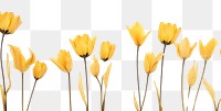 PNG  Real pressed yellow tulip flowers petal plant inflorescence.