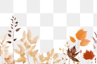 PNG  Real pressed autumn leaves backgrounds plant leaf.