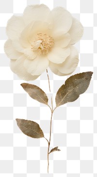 PNG Real pressed camellia flower plant petal. AI generated Image by rawpixel.