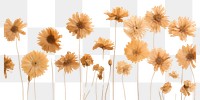 PNG  Real pressed chrysanthemum flowers backgrounds plant petal.