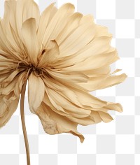 PNG  Real pressed chrysanthemum flower backgrounds textured.
