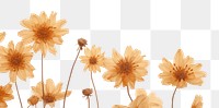 PNG  Real pressed chrysanthemum flowers backgrounds nature petal.