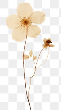 PNG Real pressed dried flower plant petal wall