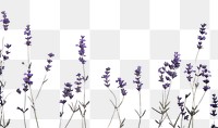 PNG  Real pressed lavender flowers backgrounds plant herb.
