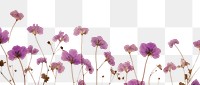 PNG  Real pressed lilac flowers backgrounds outdoors purple.